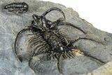 Spiny Ceratarges Trilobite With Gerastos - Zireg, Morocco #363016-5